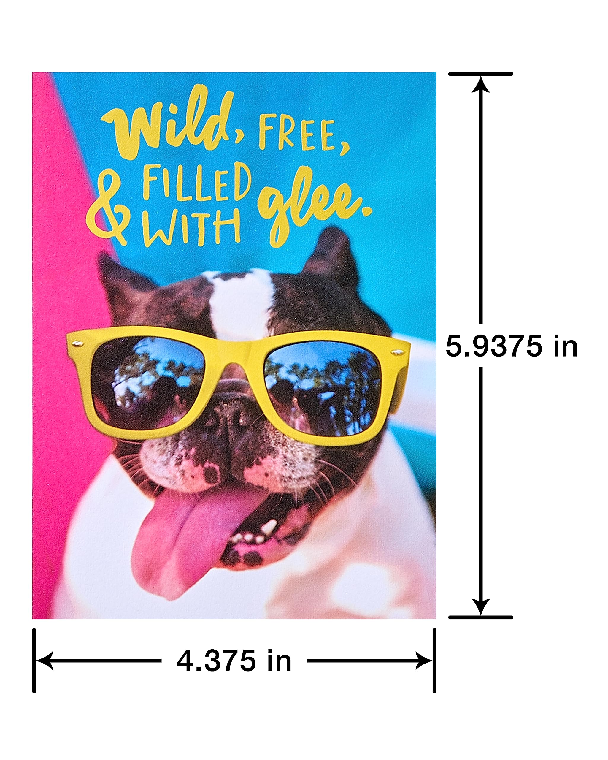 American Greetings Funny Blank Cards with Envelopes for All Occasions, Dogs & Cats (48-Count) - Image 2