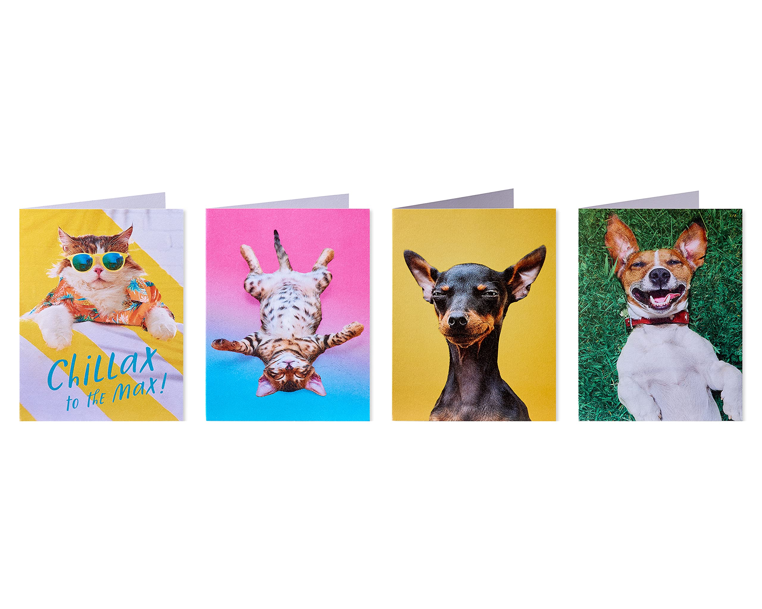 American Greetings Funny Blank Cards with Envelopes for All Occasions, Dogs & Cats (48-Count) - Image 4