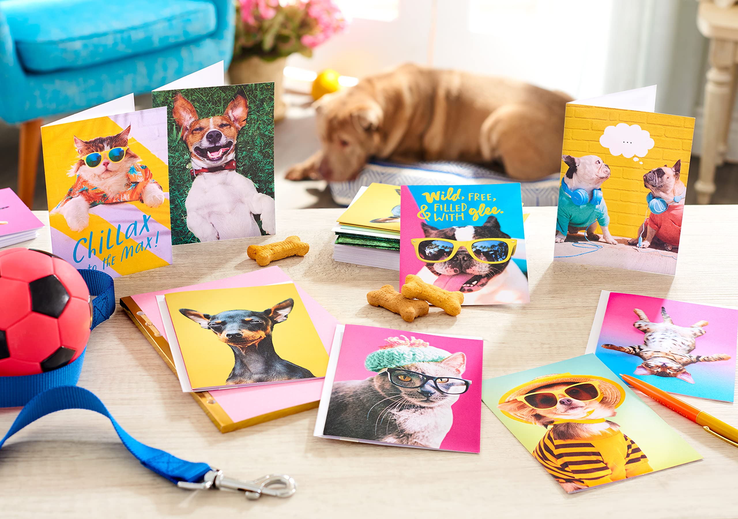 American Greetings Funny Blank Cards with Envelopes for All Occasions, Dogs & Cats (48-Count) - Image 7